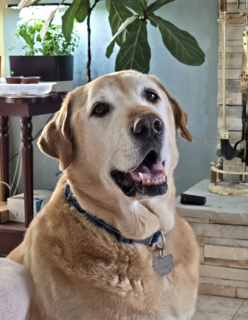 Buck - Rocky Mountain Lab Rescue