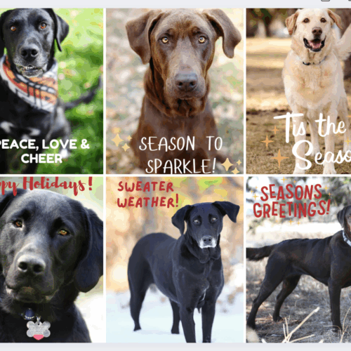 RMLR x Wag Your Tail Photography Holiday Cards