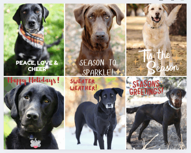 RMLR x Wag Your Tail Photography Holiday Cards